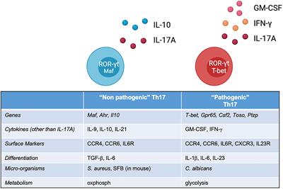 Genetic and Environmental Determinants of T Helper 17 Pathogenicity in Spondyloarthropathies